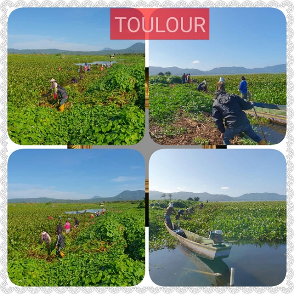 Pengangkatan Eceng Gondok Tetap Dilakukan Dalam Situasi Pandemi Covid 19