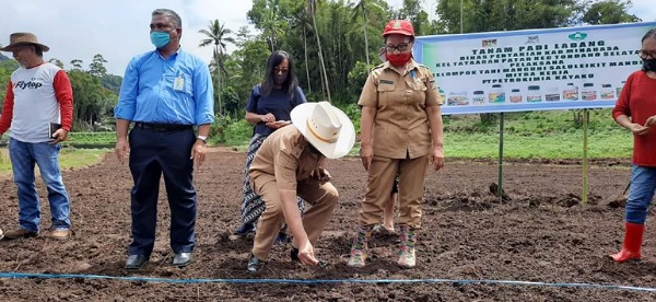 Padi Ladang Tidak Kalah Dengan Padi Sawah