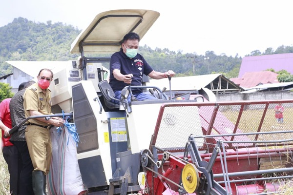 Bupati Royke Panen Padi MT II Tahun 2020