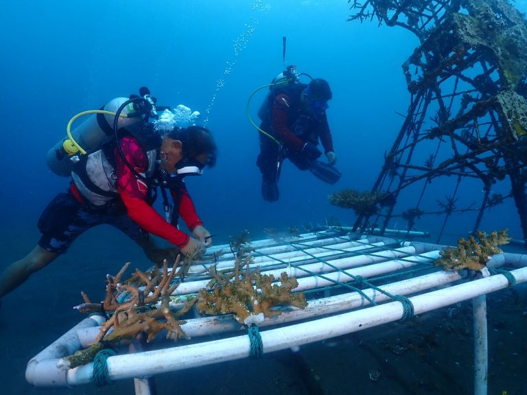 PLN Konsisten Perkuat Konservasi Terumbu Karang Bersama Boboca Diving Club