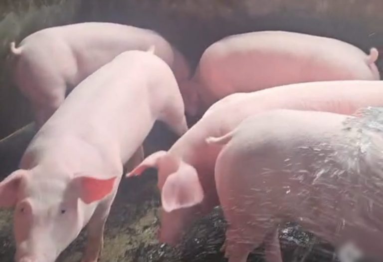 Harga Daging Babi Melonjak, Pemerintah Sulawesi Utara Datangkan Babi dari Bali Guna Stabilkan Harga